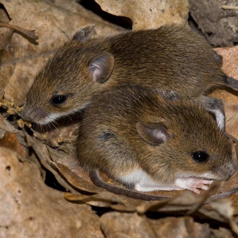 Уничтожения мышей в частном доме в Новомосковске?